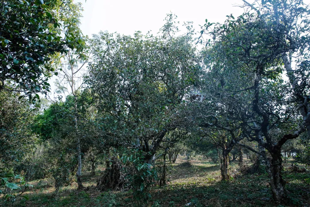 1593921672775088.jpg 640_看图王(1).jpg