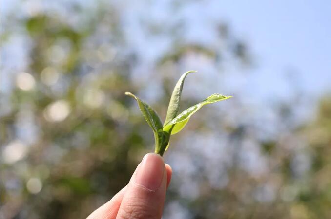 1595646051775647.jpg QQ截图20200725110038.jpg