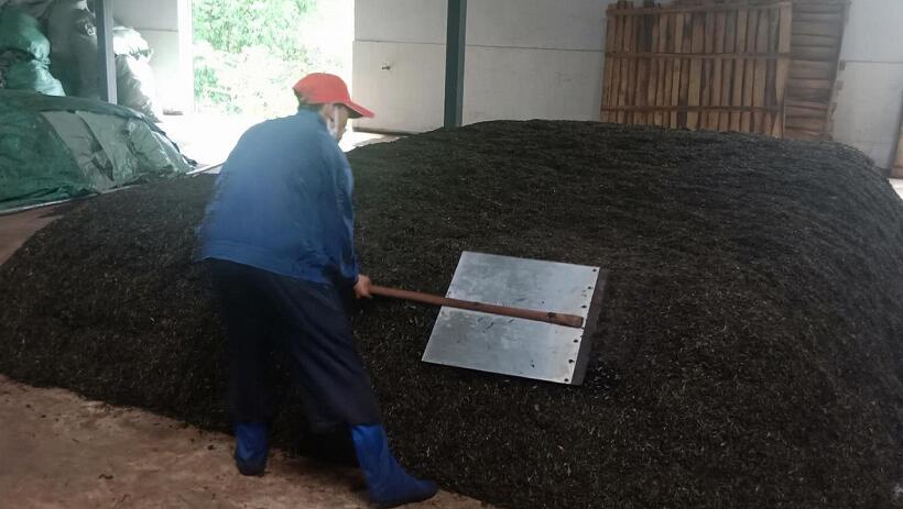 跟踪报道 | 过犹不及，无墨记高端纯料熟茶精准掌控发酵度