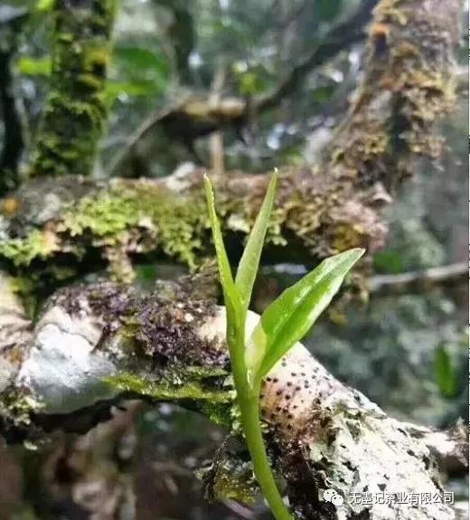 无墨微课 | 冰岛茶，为什么具有冰糖甜？