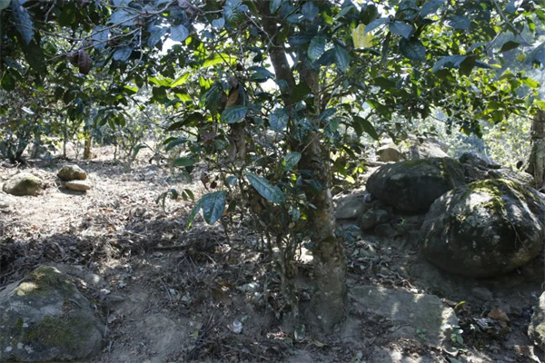 8山石记那卡老树官网图.jpg