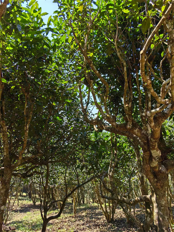 1711884697491293.png 8签约完成.png