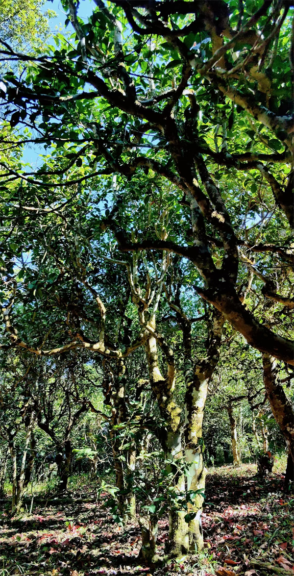 1711885158439010.png 14签约完成.png