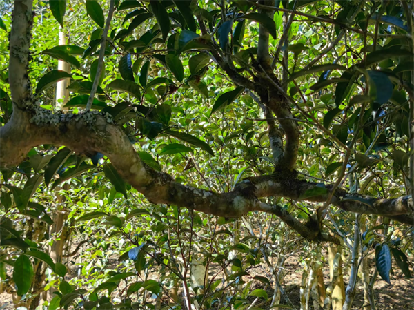 1711885215125046.png 17签约完成.png