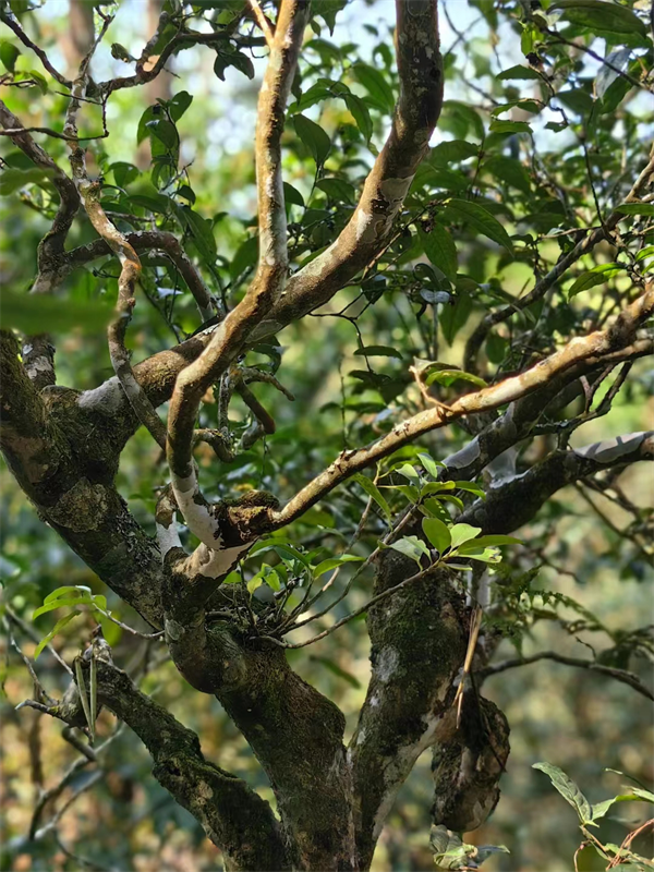 1711885276810632.png 19签约完成.png